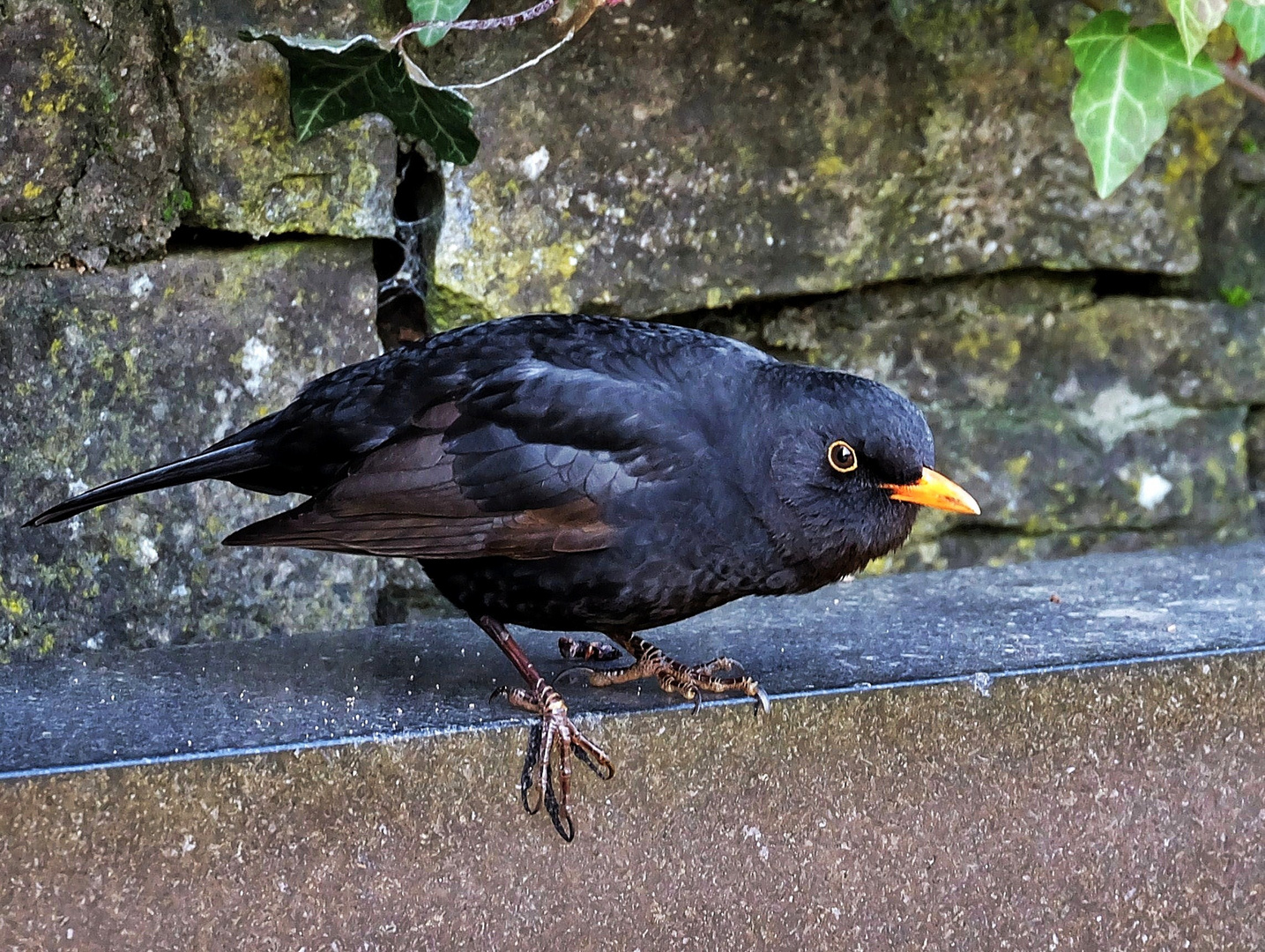 Noch eine Amsel