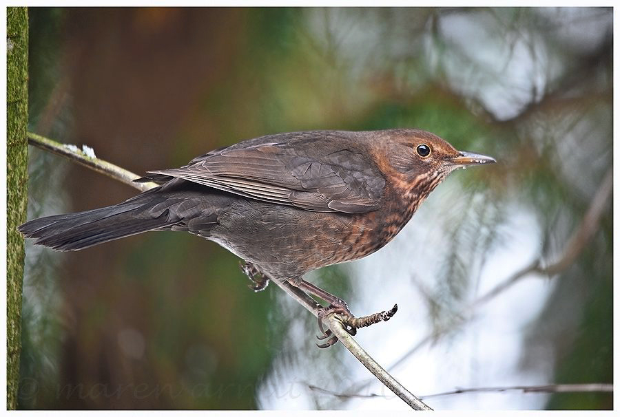 Noch eine Amsel ..