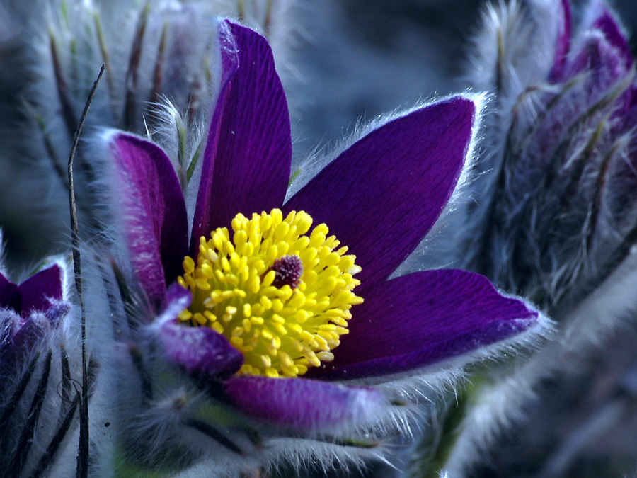 Noch eine andere Blüte der Küchenschelle