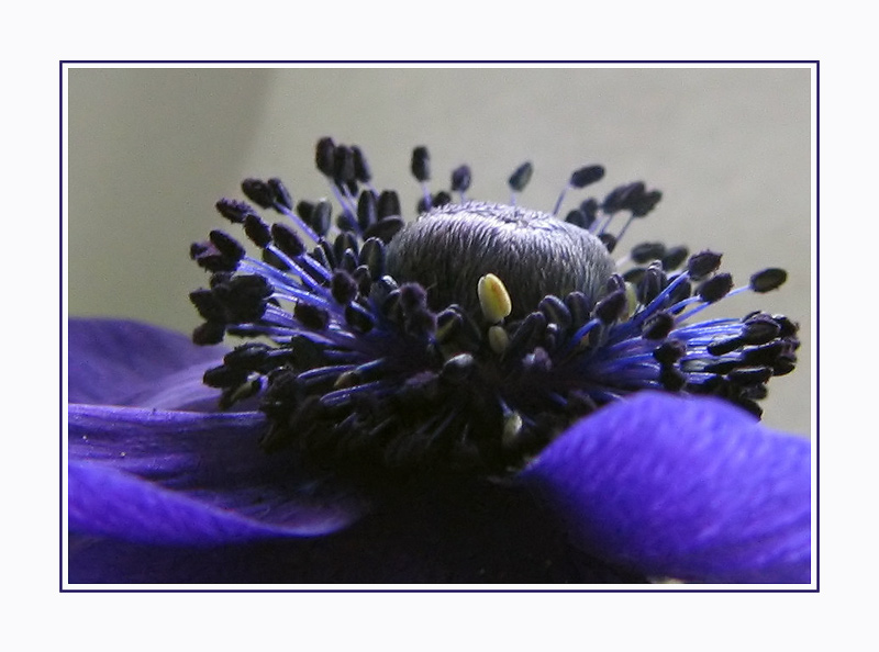 Noch eine Anemone