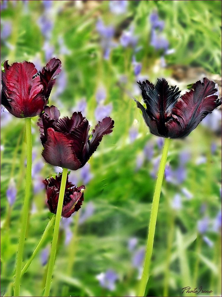 noch eine aparte Schönheit aus meinen Garten 