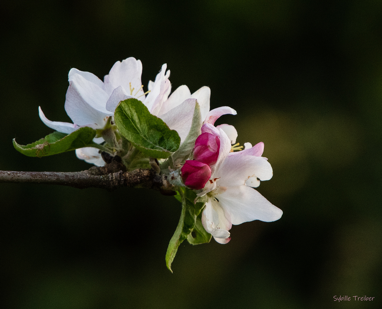 Noch eine Apfelblüte