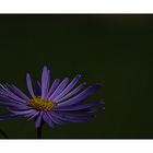 noch eine Aster /another aster