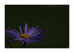 noch eine Aster /another aster