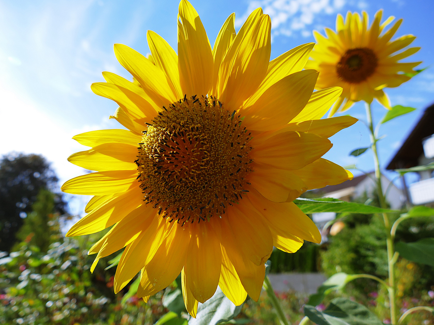noch eine aus dem September Foto & Bild natur, blume, pflanzen Bilder