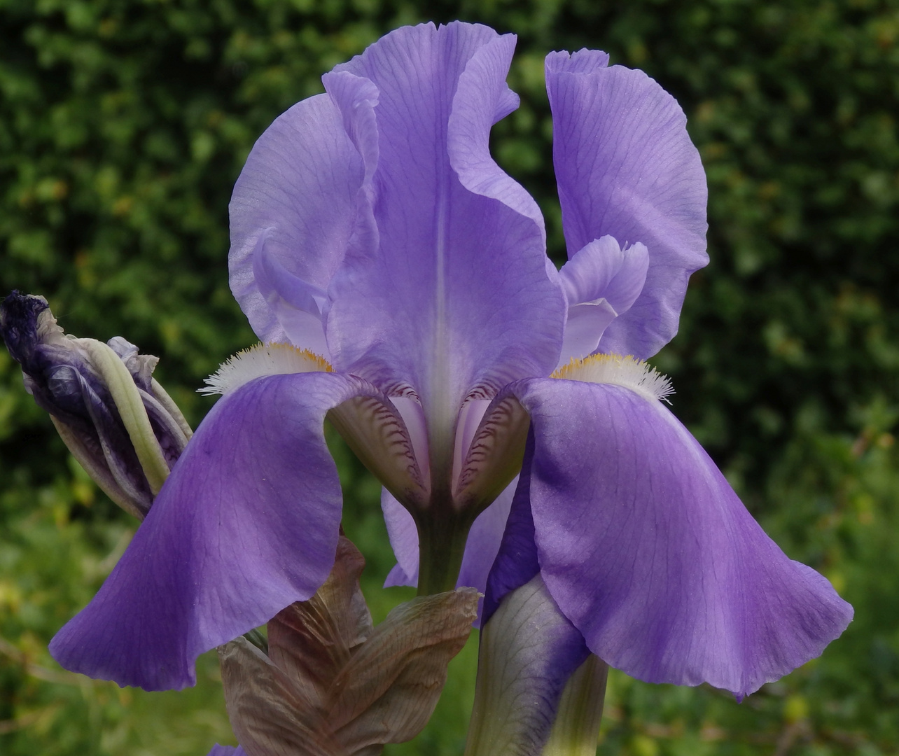 Noch eine Bart-Iris im Garten
