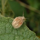 Noch eine Beerenwanzen-Nymphe (Dolycoris baccarum)