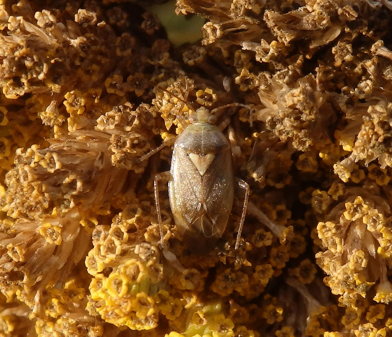 Noch eine Behaarte Wiesenwanze (Lygus rugulipennis)