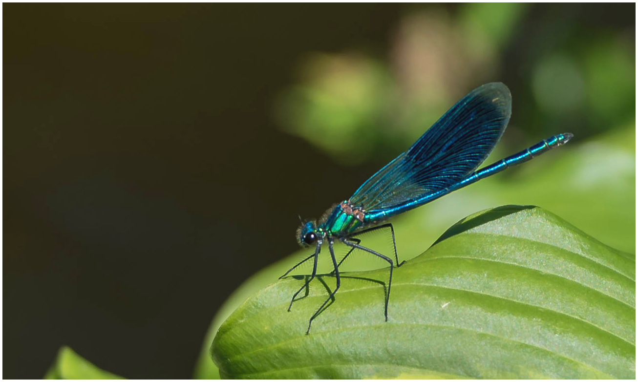 noch eine Blaue