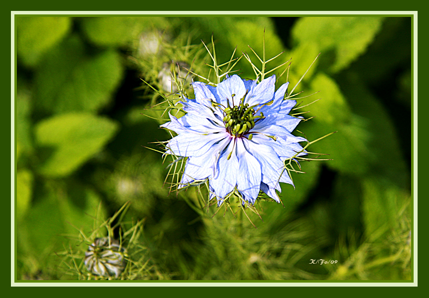 Noch eine blaue Blüte im April-Mai