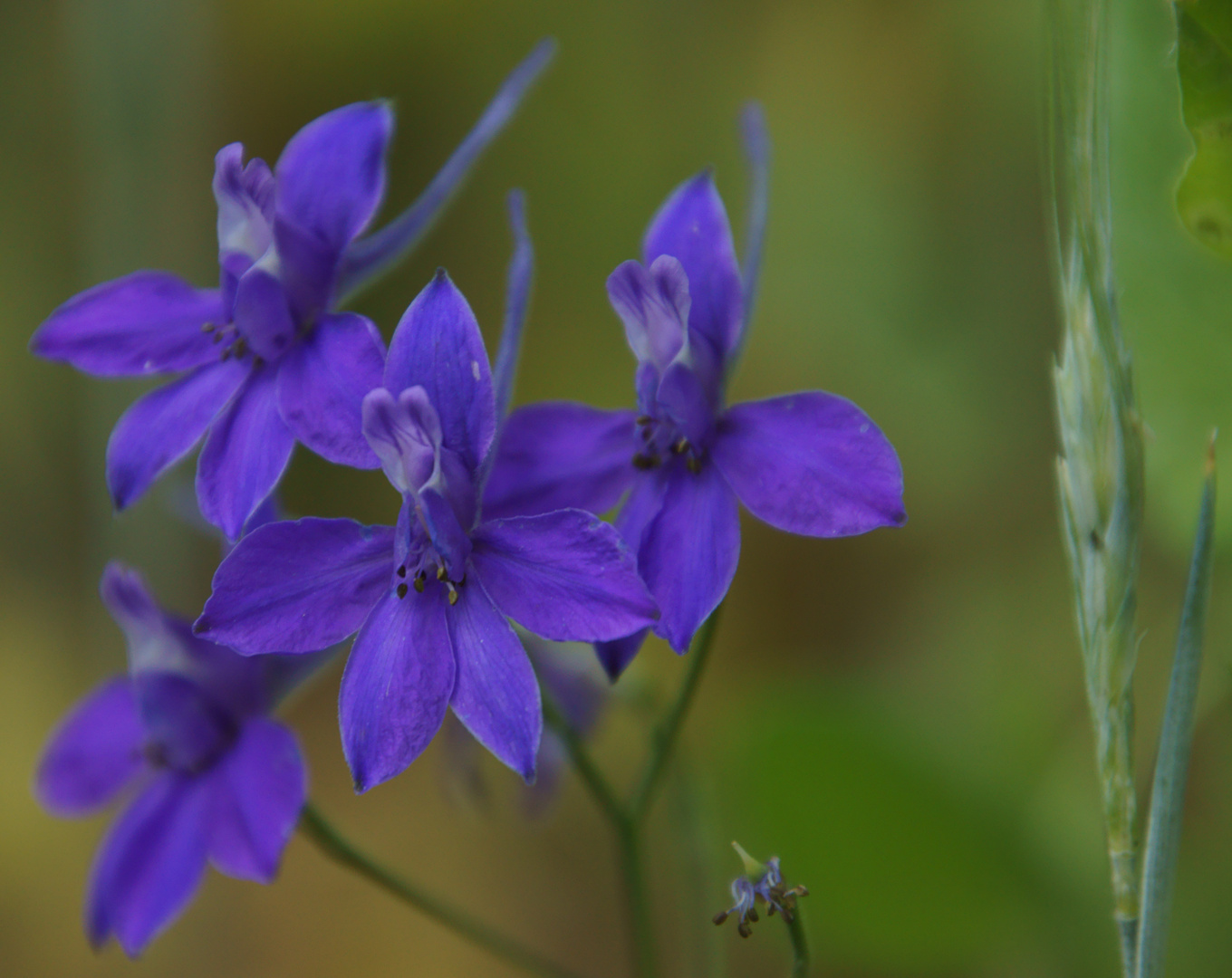 Noch eine blaue Blume