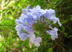 Noch eine Blaue Blume der Romantik