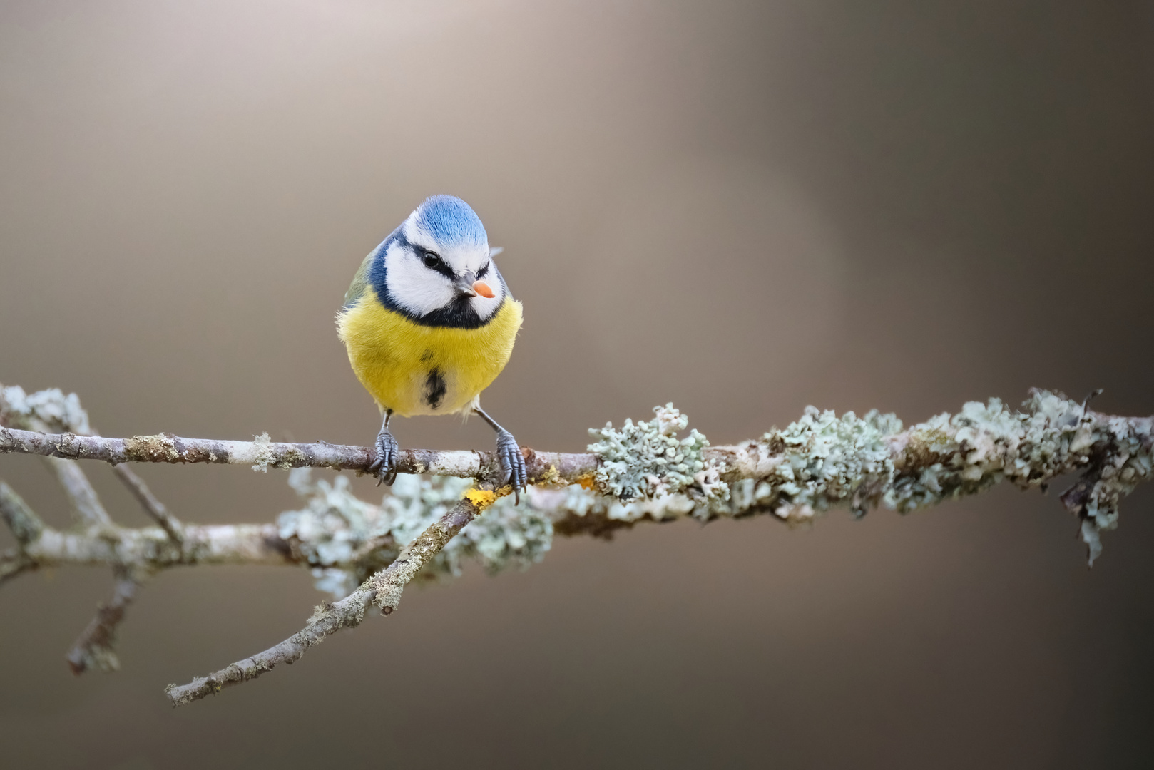 Noch eine Blaumeise