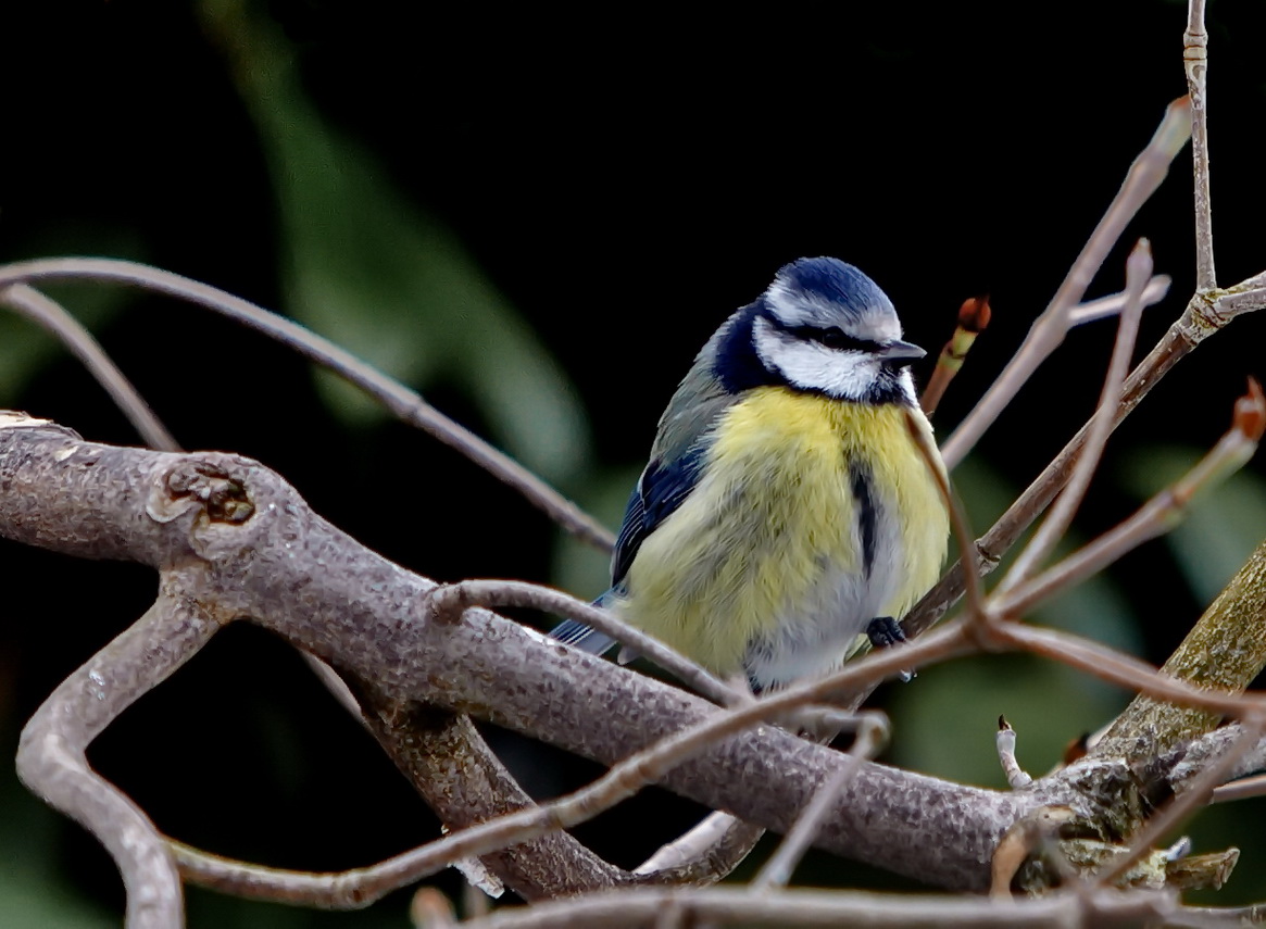 Noch eine Blaumeise