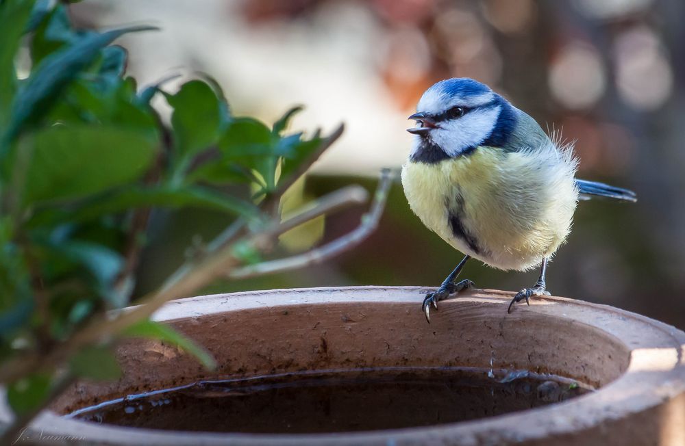 Noch eine Blaumeise an der Tränke