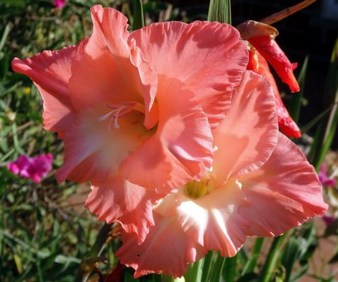 Noch eine blühende Gladiole im heimischen Garten