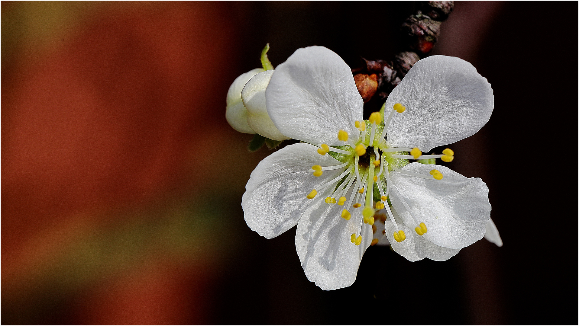 Noch eine Blüte