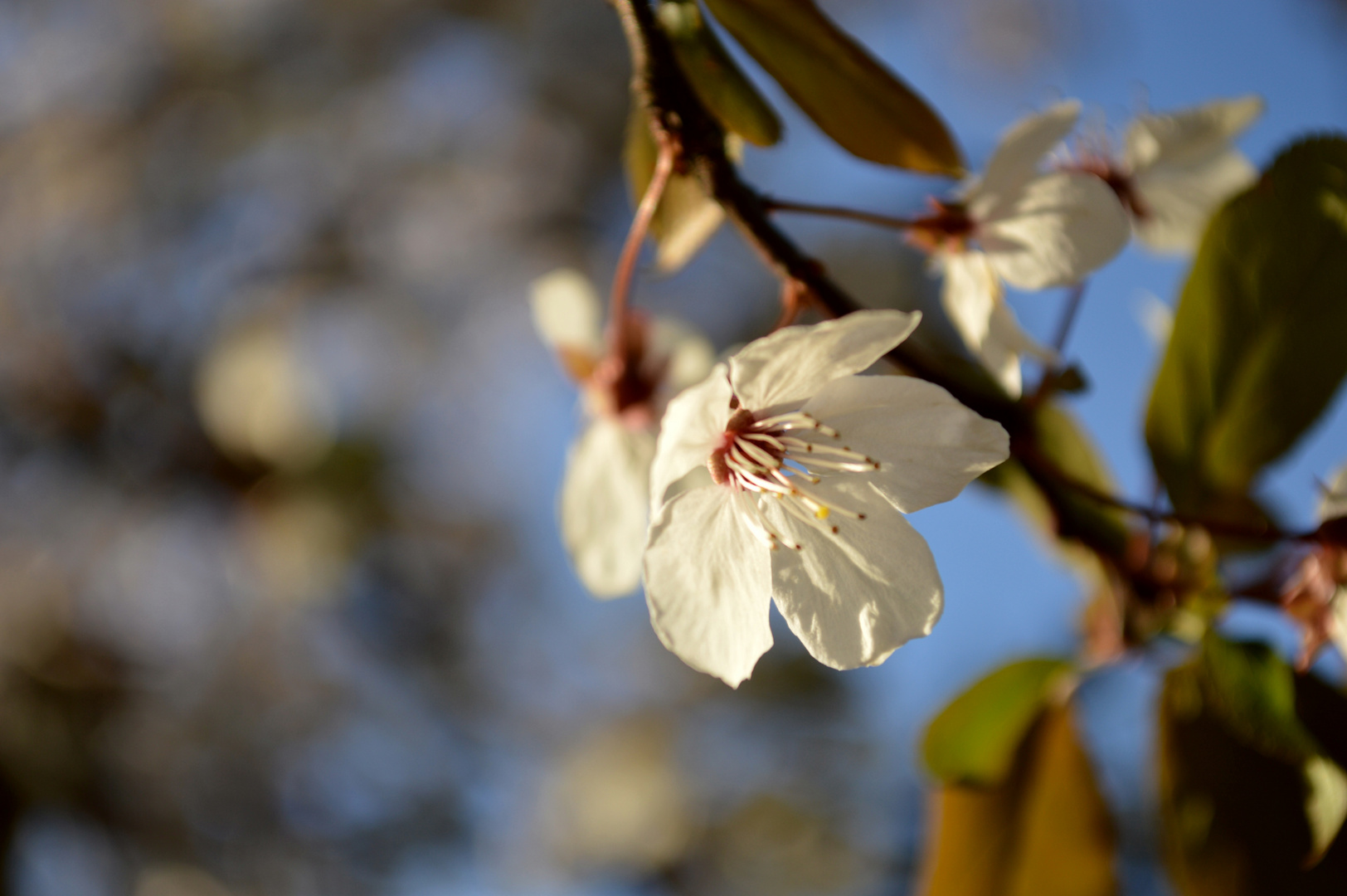 noch eine Blüte