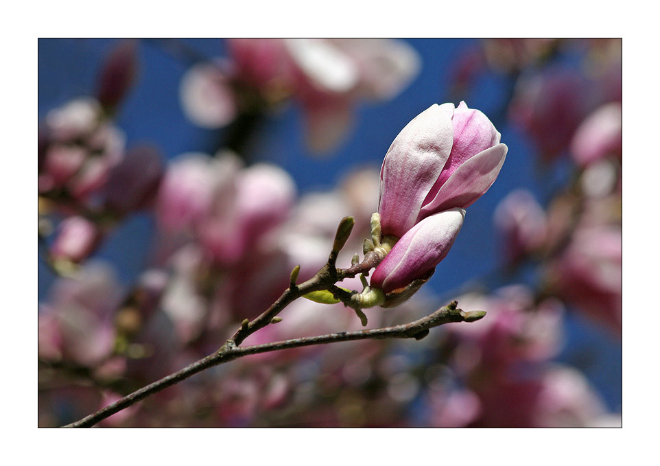 ...noch eine Blüte