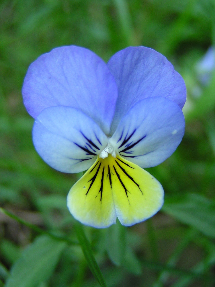 Noch eine Blüte