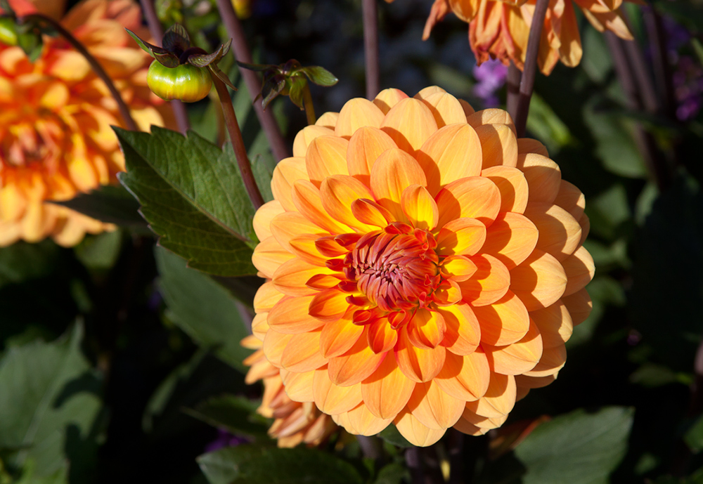 Noch eine Blüte aus Nachbars Garten