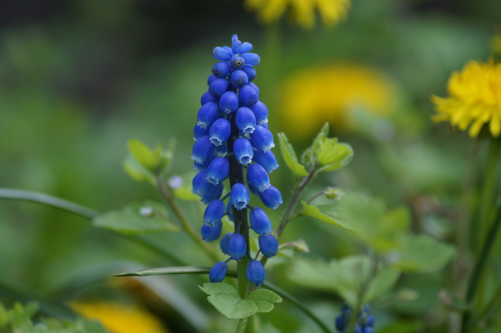 Noch eine Blume am Wegesrand