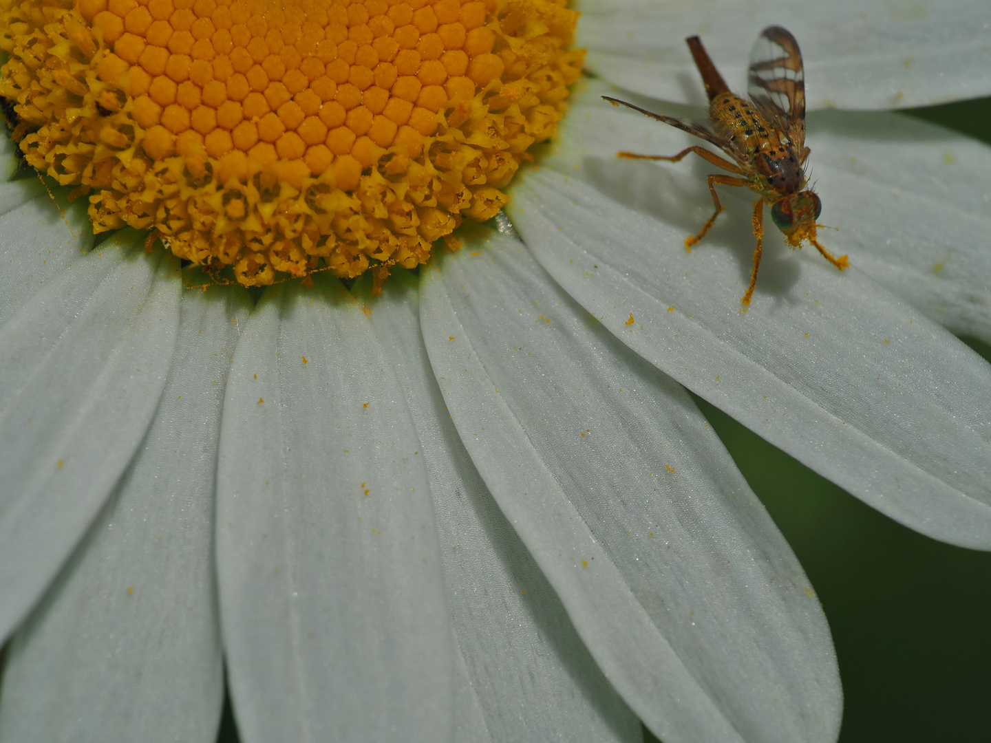 ...noch eine Bohrfliege