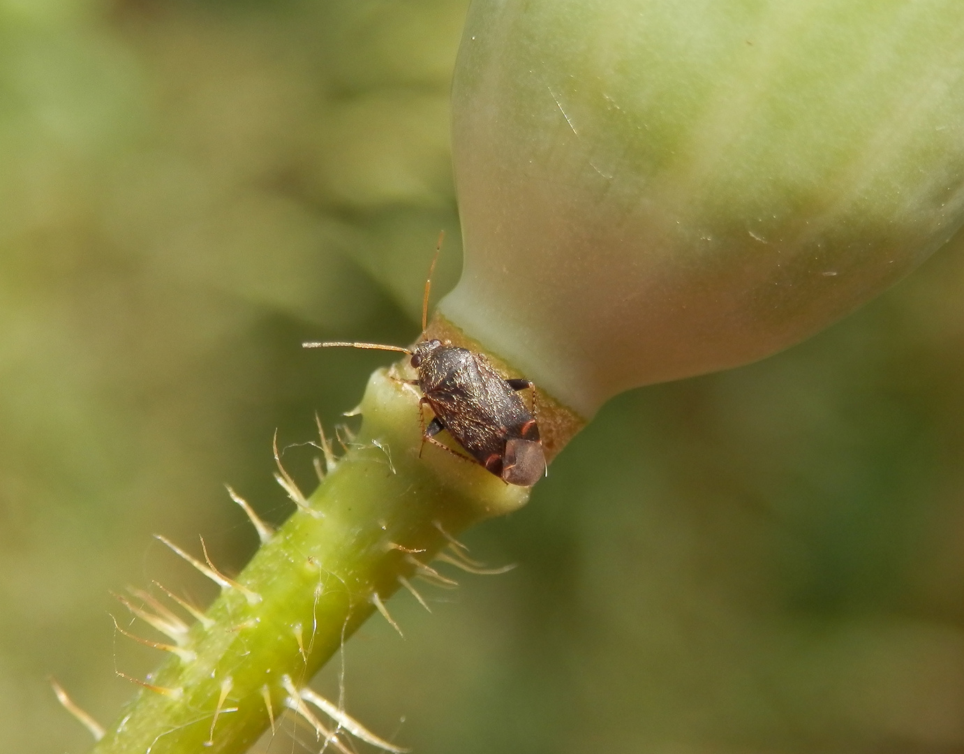 Noch eine braune Weichwanze (Psallus sp.) mit silbrigen Haaren