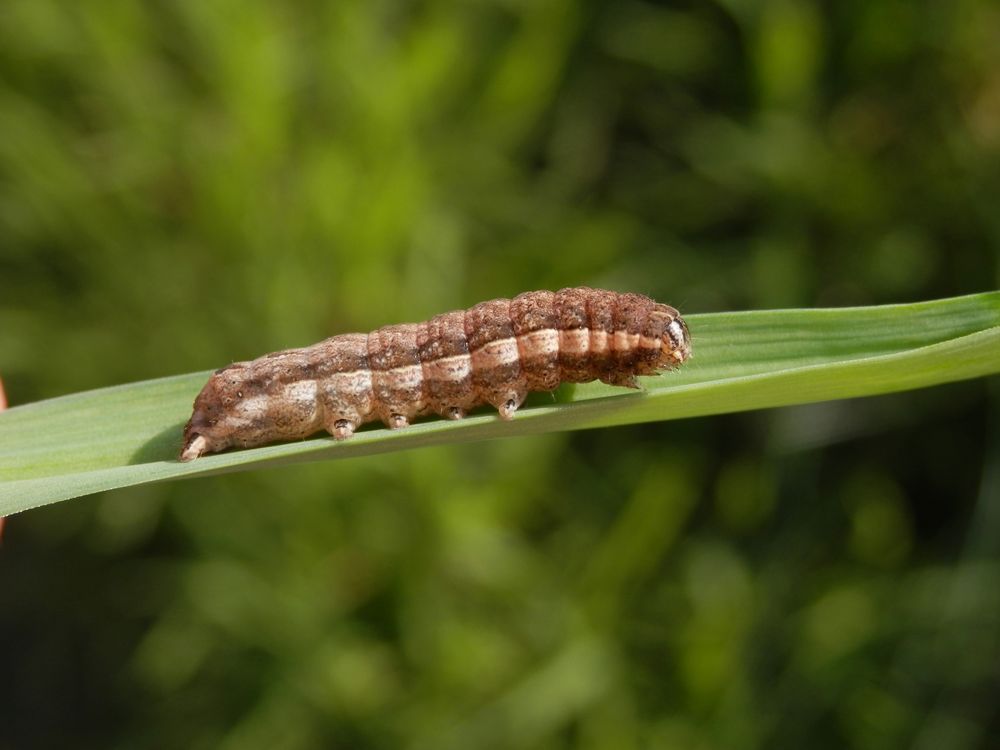 Noch eine Breitflügelige Bandeule (Noctua comes) im Garten