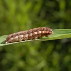 Noch eine Breitflügelige Bandeule (Noctua comes) im Garten