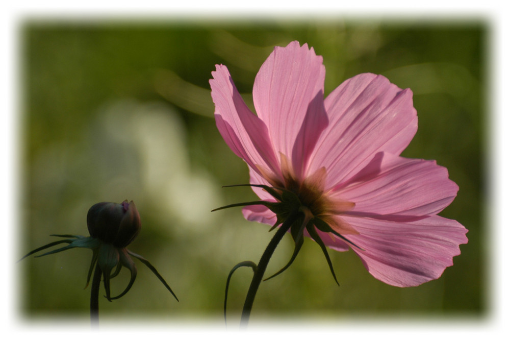 noch eine Cosmea - aber schön ?!