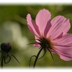 noch eine Cosmea - aber schön ?!