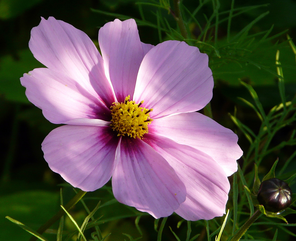 noch eine Cosmea