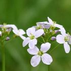 Noch eine der vielen Bienen auf der ungemähten Wiese