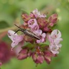 Noch eine Dickfühler-Weichwanze (Heterotoma planicornis)