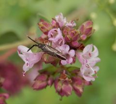 Noch eine Dickfühler-Weichwanze (Heterotoma planicornis)