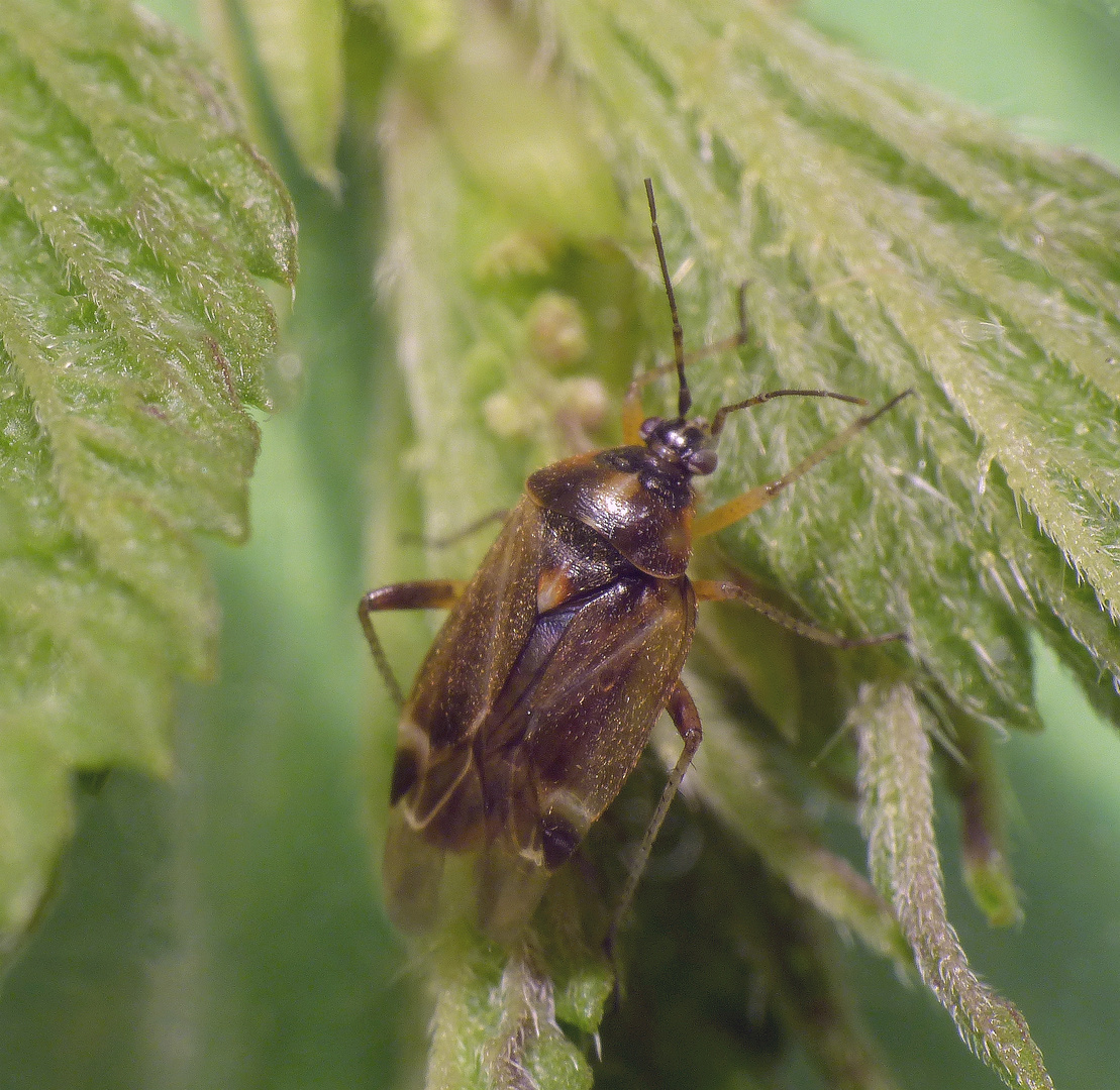 Noch eine Eichenwanze (Harpocera thoracica)