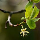 Noch eine einsame Blüte nach dem Regen zum Mittwoch