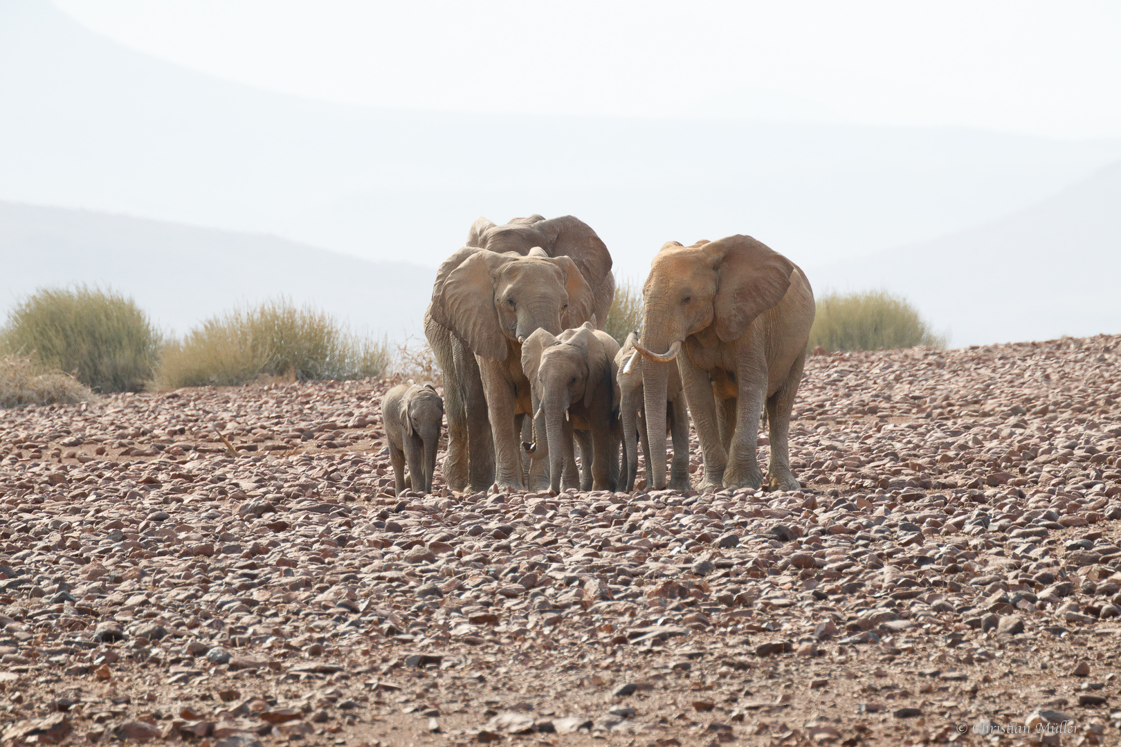 Noch eine Elefantenfamilie bei der Palmwag Lodge