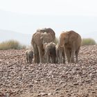 Noch eine Elefantenfamilie bei der Palmwag Lodge