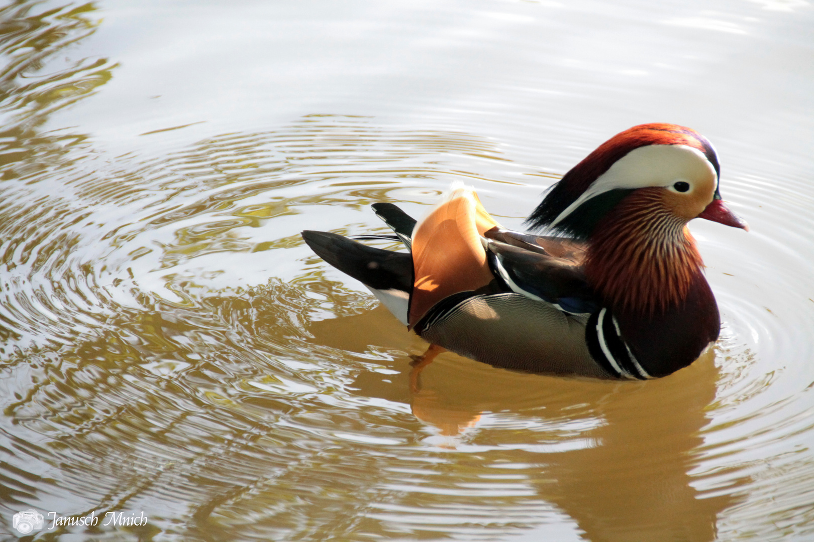 noch eine Ente