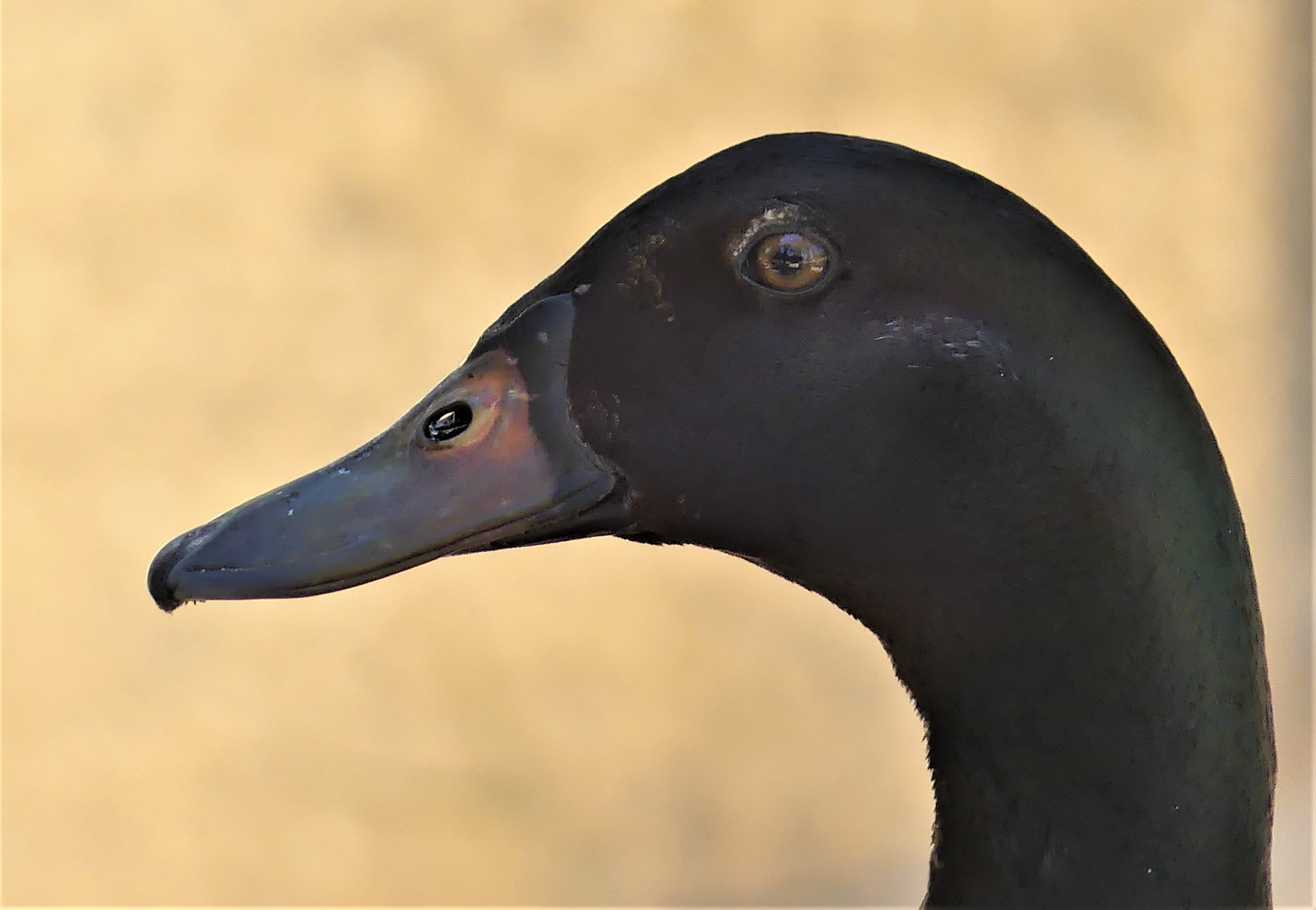 Noch eine Ente