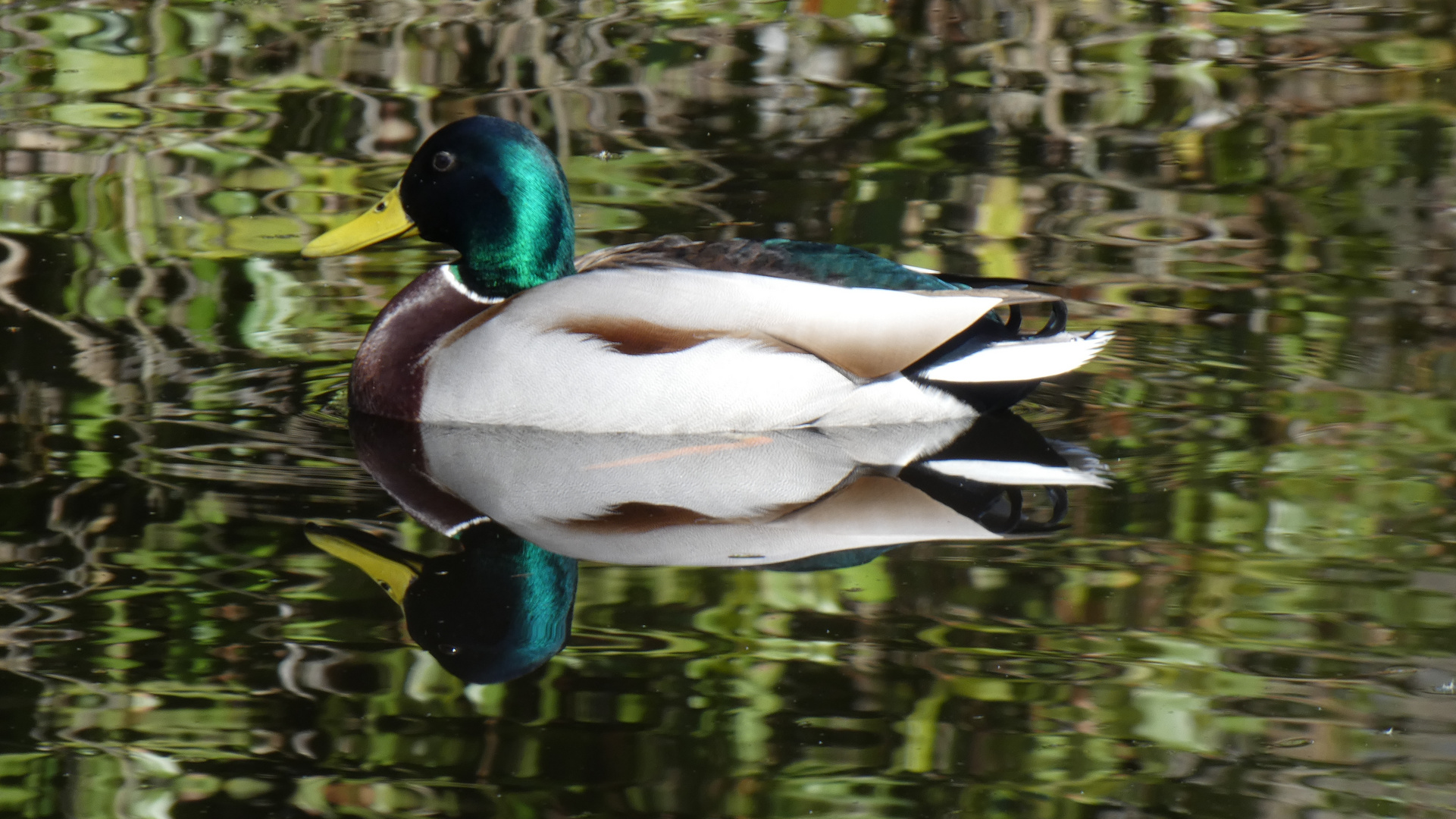 Noch eine Ente... 