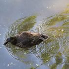 Noch eine Ente auf der Gera