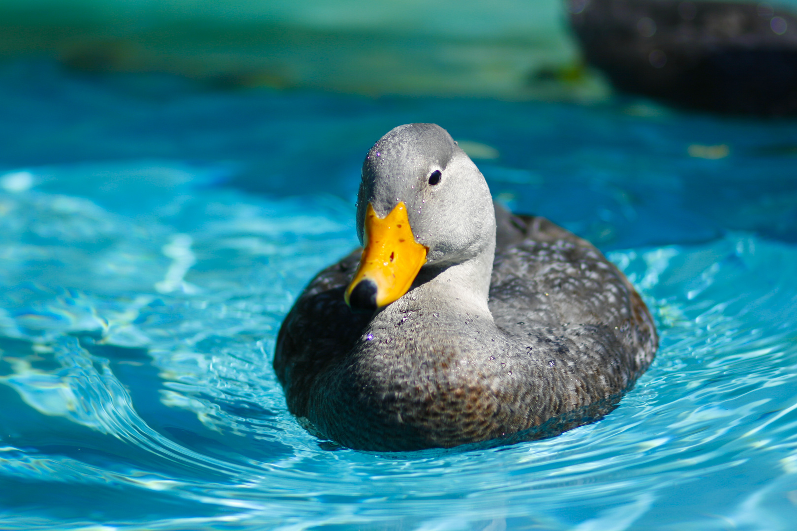 noch eine Ente