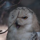 ...noch eine Eule im Zoo Hannover