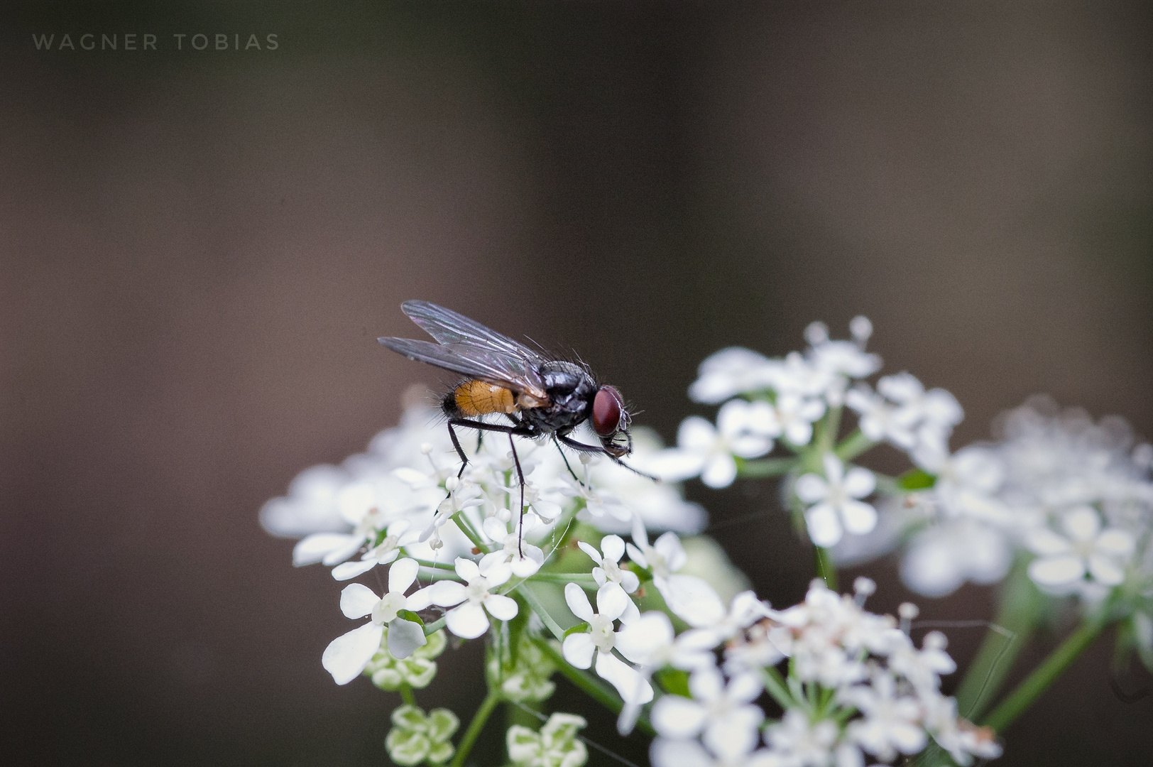 Noch eine Fliege