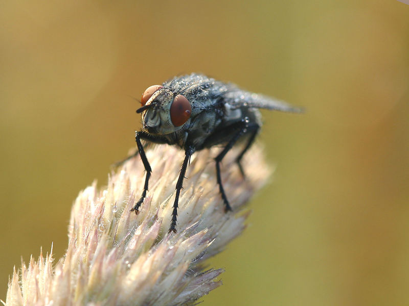 Noch eine Fliege