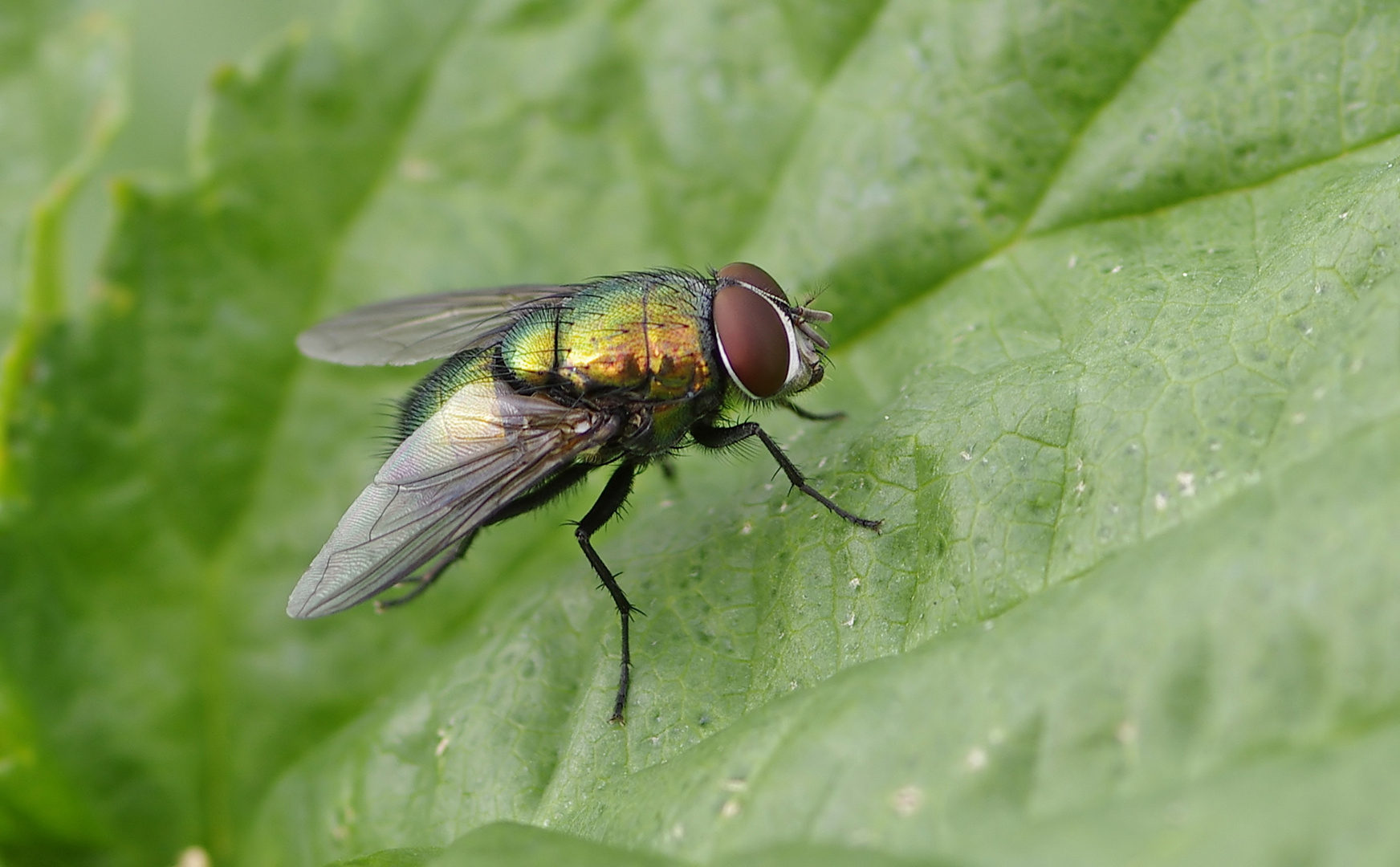 Noch eine Fliege