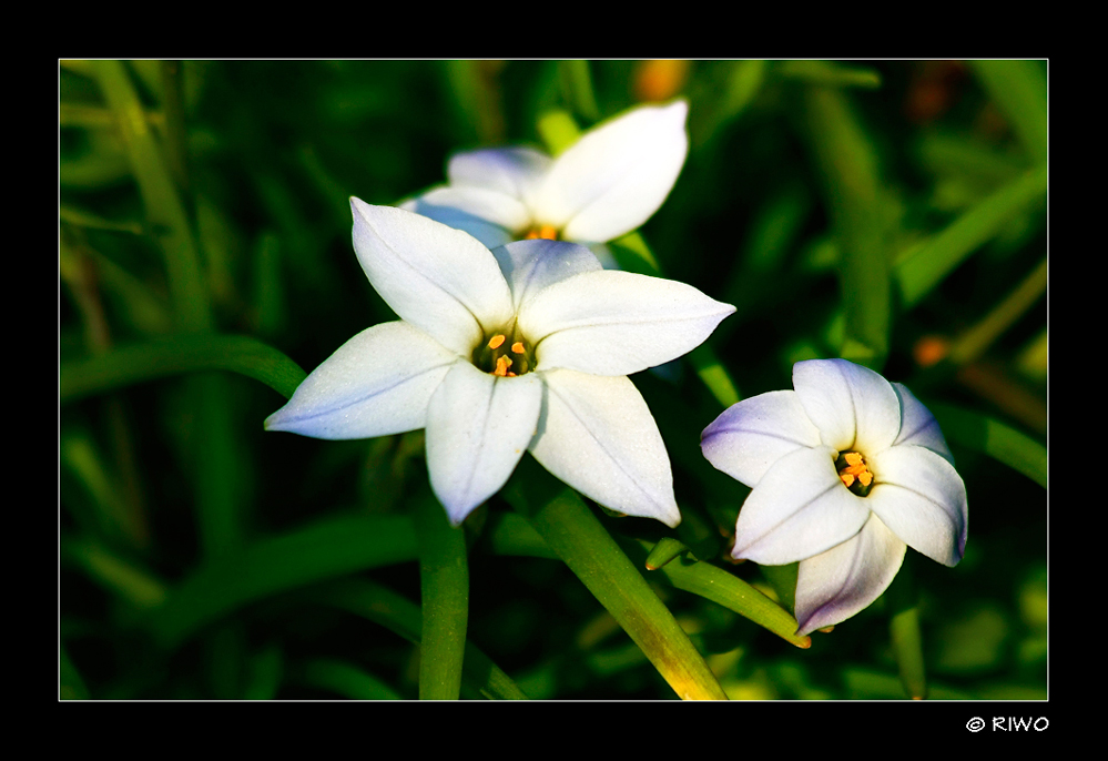 noch eine Frühlings Blüte....